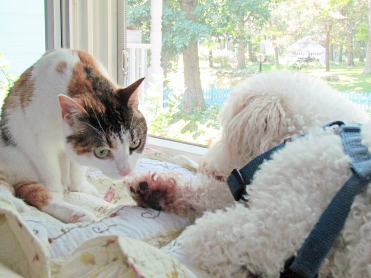 A cat is leaning over to look at a dog's paw